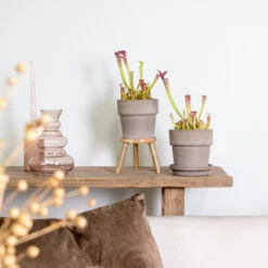 2x Sarracenia 'juthatip Soper' – Plante Carnivore – Entretien Facile ⌀12 Cm – ↕10-20cm -Flora Soldes 640b20de202773.22562993