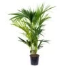 Howea Forsteriana - Palmier Kentia - Plante D'intérieur - Purificateur D'air – ⌀19 Cm - ↕90-100 Cm -Flora Soldes 640b20f0d97176.28298711
