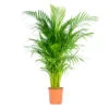 Dypsis Lutescens - Palmier Dorés - Plante D'intérieur - Entretien Facile – ⌀24 Cm - ↕120-130 Cm -Flora Soldes 640b20fc997cb3.08481329