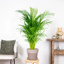 Dypsis Lutescens - Palmier Dorés - Plante D'intérieur - Entretien Facile – ⌀24 Cm - ↕120-130 Cm 9 Dypsis Lutescens - Palmier Dorés - Plante D'intérieur - Entretien Facile – ⌀24 Cm - ↕120-130 Cm -Flora Soldes 640b20fca5b7e0.32931712