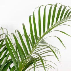 Dypsis Lutescens - Palmier Dorés - Plante D'intérieur - Entretien Facile – ⌀24 Cm - ↕140-150 Cm -Flora Soldes 640b21015e3b98.39032595