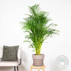 Dypsis Lutescens - Palmier Dorés - Plante D'intérieur - Entretien Facile – ⌀24 Cm - ↕140-150 Cm -Flora Soldes 640b21016d77b1.73897761