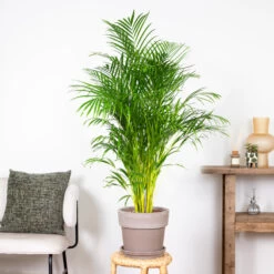 Dypsis Lutescens - Palmier Dorés - Plante D'intérieur - Entretien Facile – ⌀24 Cm - ↕140-150 Cm -Flora Soldes 640b21017f4da5.10388502