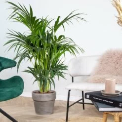 Howea Forsteriana - Palmier Kentia - Plante D'intérieur - Purificateur D'air – ⌀24 Cm - ↕120-130 Cm -Flora Soldes 640b2102da86e5.91390726
