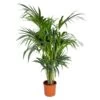 Howea Forsteriana - Palmier Kentia - Plante D'intérieur - Purificateur D'air – ⌀24 Cm - ↕120-130 Cm -Flora Soldes 640b2102de9e56.63222061
