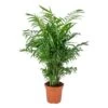 Chamaedorea Elegans - Palmier Nain Mexicain - Purificateur D'air – ⌀17 Cm - ↕50-60 Cm -Flora Soldes 640b21045201e9.32353104