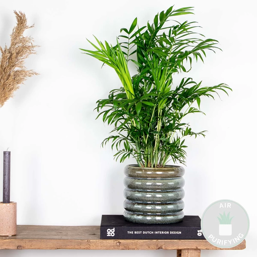 Chamaedorea Elegans - Palmier Nain Mexicain - Purificateur D'air – ⌀17 Cm - ↕50-60 Cm 4 Chamaedorea Elegans - Palmier Nain Mexicain - Purificateur D'air – ⌀17 Cm - ↕50-60 Cm – Image 2