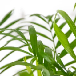 Chamaedorea Elegans - Palmier Nain Mexicain - Purificateur D'air – ⌀17 Cm - ↕50-60 Cm 8 Chamaedorea Elegans - Palmier Nain Mexicain - Purificateur D'air – ⌀17 Cm - ↕50-60 Cm -Flora Soldes 640b2104598045.56432407