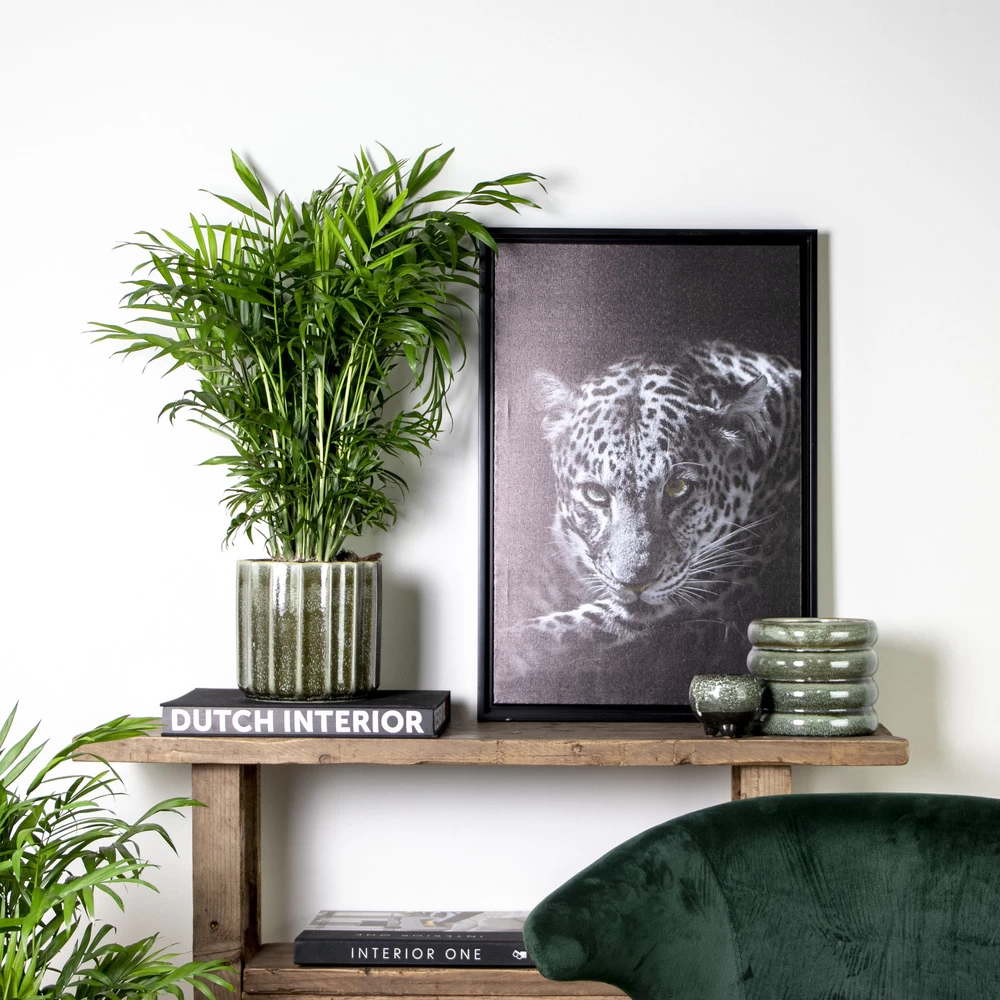 Chamaedorea Elegans - Palmier Nain Mexicain - Purificateur D'air – ⌀17 Cm - ↕50-60 Cm 6 Chamaedorea Elegans - Palmier Nain Mexicain - Purificateur D'air – ⌀17 Cm - ↕50-60 Cm – Image 4