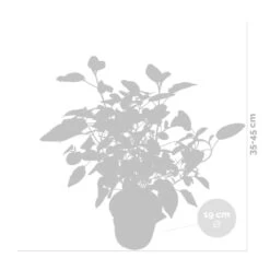 2x Hortensia 'little Lime' - Panicule D'hortensia - Vert - Arbuste - Rustique - ⌀19 Cm - ↕35-45 Cm -Flora Soldes 640b7511d16b77.45638567