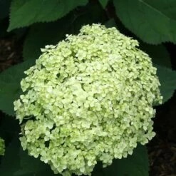 2x Hortensia 'little Lime' - Panicule D'hortensia - Vert - Arbuste - Rustique - ⌀19 Cm - ↕35-45 Cm -Flora Soldes 640b7511d63b14.15787697