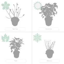 2x Hortensia 'little Lime' - Panicule D'hortensia - Vert - Arbuste - Rustique - ⌀19 Cm - ↕35-45 Cm -Flora Soldes 640b7511d9d976.16440964