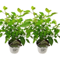 2x Hortensia 'little Lime' - Panicule D'hortensia - Vert - Arbuste - Rustique - ⌀19 Cm - ↕35-45 Cm -Flora Soldes 640b7511e12aa7.54597317