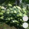 2x Hortensia 'little Lime' - Panicule D'hortensia - Vert - Arbuste - Rustique - ⌀19 Cm - ↕35-45 Cm -Flora Soldes 640b7511e752b3.46838987