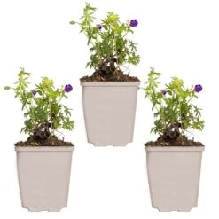 3x Geranium Sanguineum - Géranium Sanguin - Plante D'extérieur - Peu D'entretien – ⌀9 Cm - ↕10-15 Cm -Flora Soldes 640b7514530261.37522681