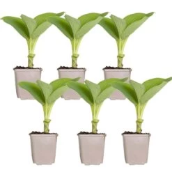 6x Hosta Sieboldiana 'elegans' - Lys Coeur - Vivace - Rustique – ⌀9 Cm - ↕10-15 Cm -Flora Soldes 640b75156ade27.05110266