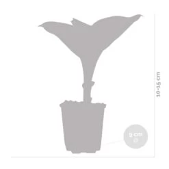 6x Hosta Sieboldiana 'elegans' - Lys Coeur - Vivace - Rustique – ⌀9 Cm - ↕10-15 Cm -Flora Soldes 640b75156e61a4.60441110