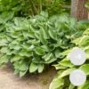 6x Hosta Sieboldiana 'elegans' - Lys Coeur - Vivace - Rustique – ⌀9 Cm - ↕10-15 Cm -Flora Soldes 640b751572b1d6.29666639