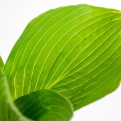 6x Hosta Sieboldiana 'elegans' - Lys Coeur - Vivace - Rustique – ⌀9 Cm - ↕10-15 Cm -Flora Soldes 640b75159b91b6.92993223