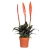 Vriesea Era – Torch Bromelia – Plante D'intérieur – Peu D'entretien – ⌀12 Cm – ↕40-50 Cm -Flora Soldes 640b751917ca98.66444288