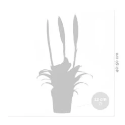 Vriesea Era – Torch Bromelia – Plante D'intérieur – Peu D'entretien – ⌀12 Cm – ↕40-50 Cm -Flora Soldes 640b75191d7d17.63926788