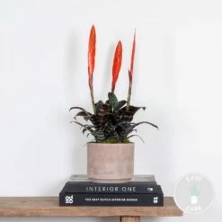 Vriesea Era – Torch Bromelia – Plante D'intérieur – Peu D'entretien – ⌀12 Cm – ↕40-50 Cm -Flora Soldes 640b7519209c36.02889503