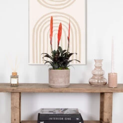 Vriesea Era – Torch Bromelia – Plante D'intérieur – Peu D'entretien – ⌀12 Cm – ↕40-50 Cm -Flora Soldes 640b75192e1106.98667861