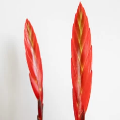 Vriesea Era – Torch Bromelia – Plante D'intérieur – Peu D'entretien – ⌀12 Cm – ↕40-50 Cm -Flora Soldes 640b7519494c11.65957353