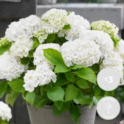 3x Hydrangea Macrophylla 'wudu' – Hortensia – Arbuste - Rustique – ⌀10.5 Cm - ↕20-25 Cm -Flora Soldes 640b75299662f7.99688898