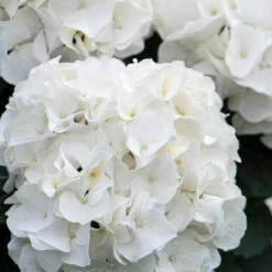 3x Hydrangea Macrophylla 'wudu' – Hortensia – Arbuste - Rustique – ⌀10.5 Cm - ↕20-25 Cm -Flora Soldes 640b7529a49fd4.69121080