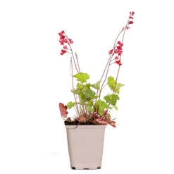 Heuchera Sanguinea 'splendens' - Campanule Pourpre - Vivace - Rustique – ⌀9 Cm - ↕10-15 Cm -Flora Soldes 640b752ae108e8.21880536