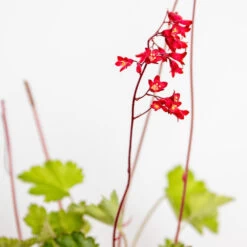 Heuchera Sanguinea 'splendens' - Campanule Pourpre - Vivace - Rustique – ⌀9 Cm - ↕10-15 Cm -Flora Soldes 640b752b05fdc2.66973762