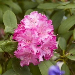 3x Rhododendron Mix – Rhododendron – Arbuste – Persistant – ⌀09 Cm - ↕15-20 Cm -Flora Soldes 640b752eae9785.63393830
