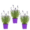 3x Lavandula Angustifolia 'ardèche Blue' - Lavande - Arbuste - Rustique – ⌀10.5 Cm - ↕10-15 Cm -Flora Soldes 640b75312c0a23.64991701