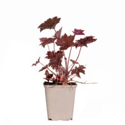 Heuchera Micrantha 'palace Purple' - Campanule - Vivace - Rustique – ⌀9 Cm - ↕10-15 Cm -Flora Soldes 640b75364d88f4.69351968