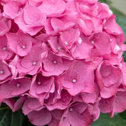 3x Hydrangea Macrophylla 'early Pink' - Hortensia - Arbuste - Rustique – ⌀10.5 Cm - ↕20-25 Cm 9 3x Hydrangea Macrophylla 'early Pink' - Hortensia - Arbuste - Rustique – ⌀10.5 Cm - ↕20-25 Cm -Flora Soldes 640b75390710b1.57621117