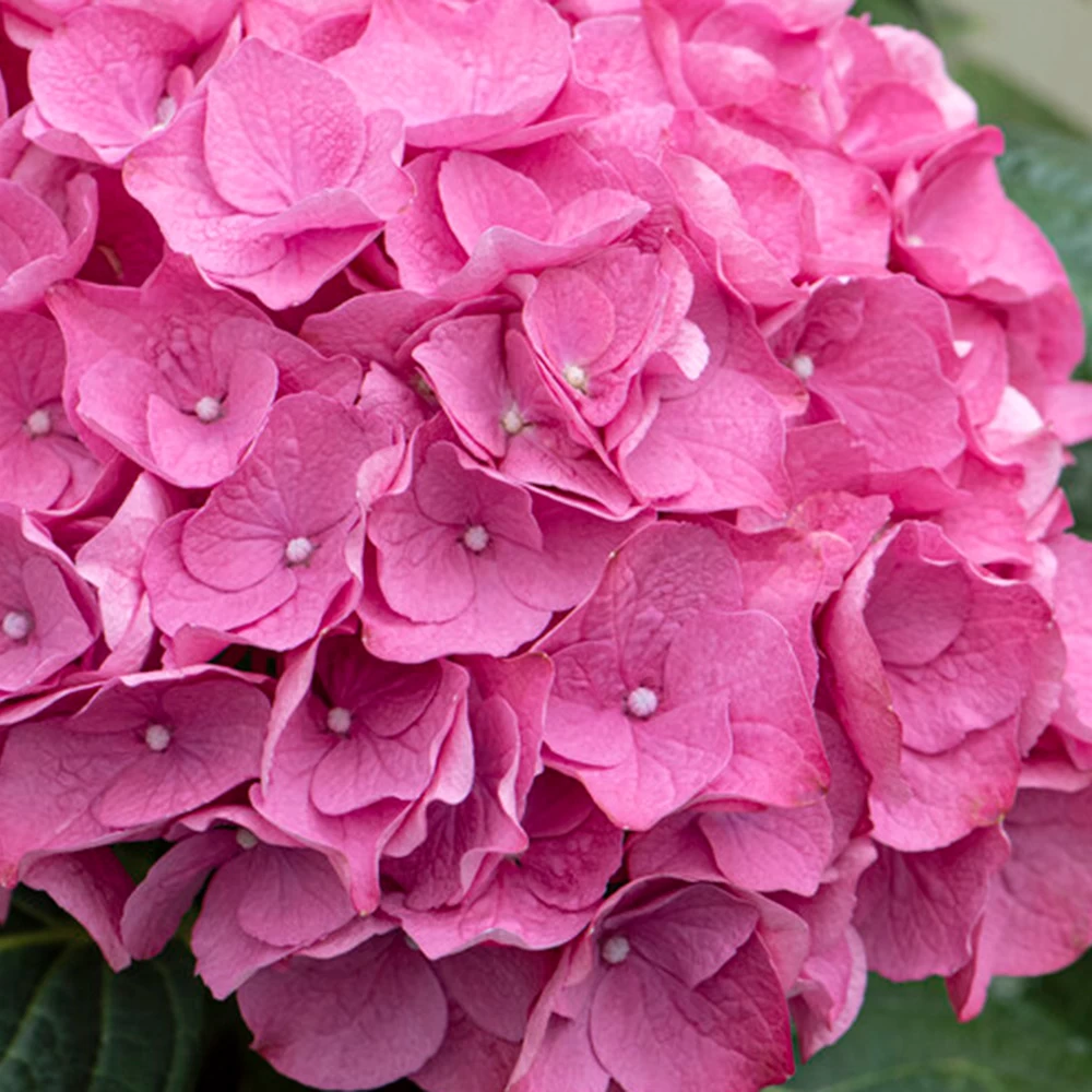 3x Hydrangea Macrophylla 'early Pink' - Hortensia - Arbuste - Rustique – ⌀10.5 Cm - ↕20-25 Cm 6 3x Hydrangea Macrophylla 'early Pink' - Hortensia - Arbuste - Rustique – ⌀10.5 Cm - ↕20-25 Cm - Image 4