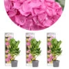 3x Hydrangea Macrophylla 'early Pink' - Hortensia - Arbuste - Rustique – ⌀10.5 Cm - ↕20-25 Cm -Flora Soldes 640b75390c57b2.49500350