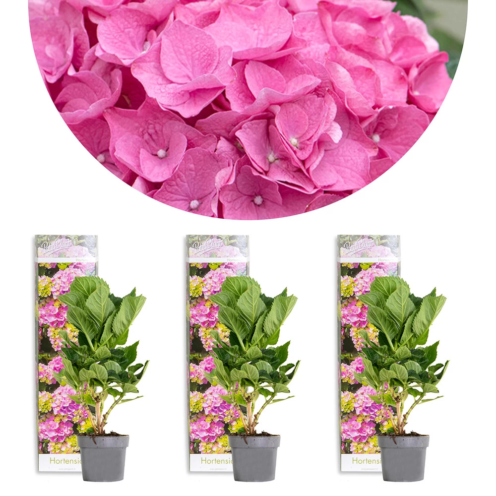 3x Hydrangea Macrophylla 'early Pink' - Hortensia - Arbuste - Rustique – ⌀10.5 Cm - ↕20-25 Cm 3 3x Hydrangea Macrophylla 'early Pink' - Hortensia - Arbuste - Rustique – ⌀10.5 Cm - ↕20-25 Cm