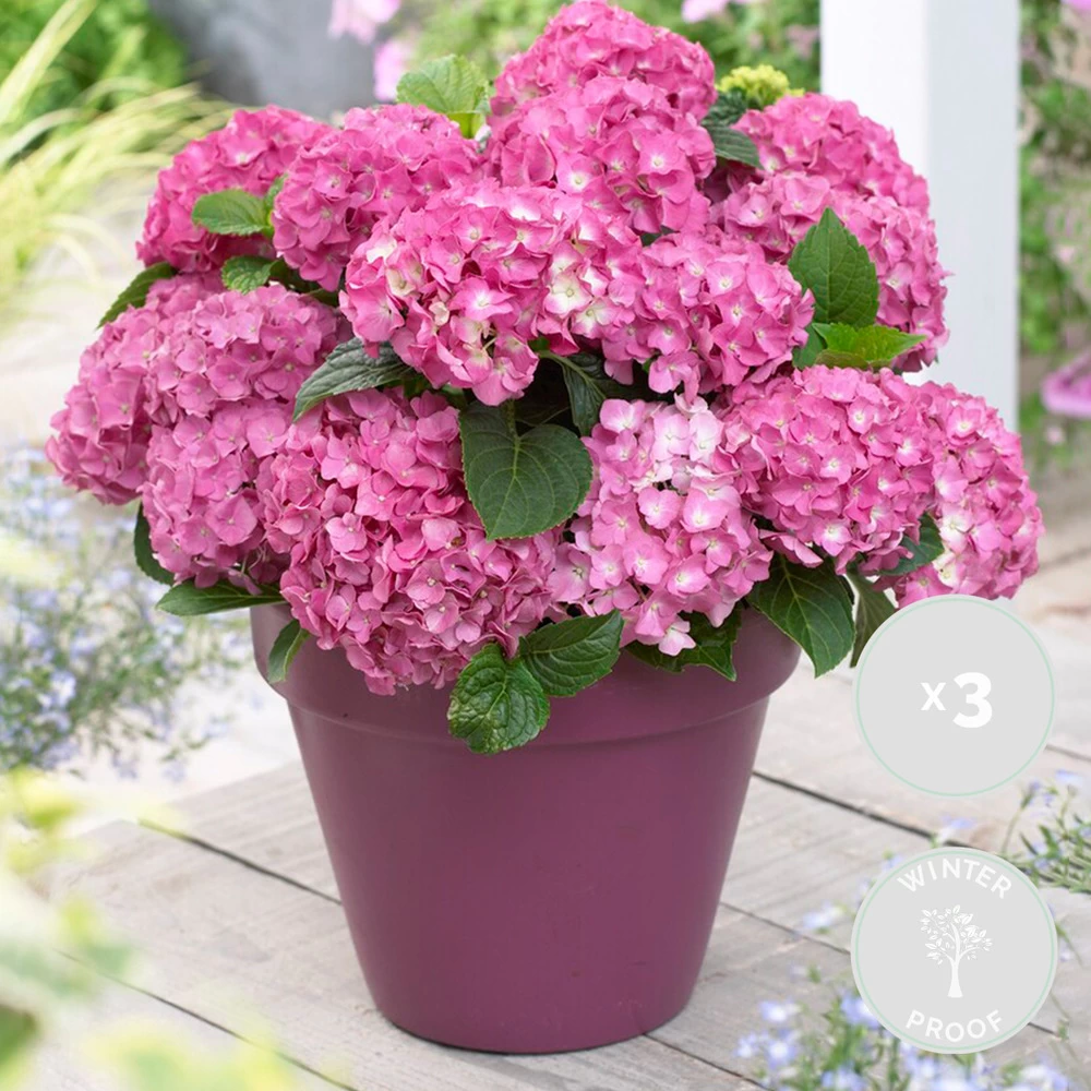3x Hydrangea Macrophylla 'early Pink' - Hortensia - Arbuste - Rustique – ⌀10.5 Cm - ↕20-25 Cm 4 3x Hydrangea Macrophylla 'early Pink' - Hortensia - Arbuste - Rustique – ⌀10.5 Cm - ↕20-25 Cm - Image 2