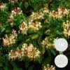 2x Lonicera Henryi – Chèvrefeuille – Plante Grimpante – Persistant – ⌀15 Cm - ↕60-70 Cm 2 2x Lonicera Henryi – Chèvrefeuille – Plante Grimpante – Persistant – ⌀15 Cm - ↕60-70 Cm -Flora Soldes 640b753f240257.51060671