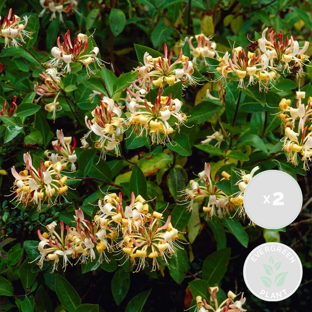 2x Lonicera Henryi – Chèvrefeuille – Plante Grimpante – Persistant – ⌀15 Cm - ↕60-70 Cm 3 2x Lonicera Henryi – Chèvrefeuille – Plante Grimpante – Persistant – ⌀15 Cm - ↕60-70 Cm