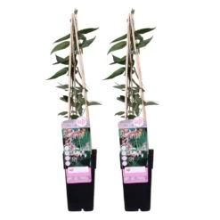 2x Lonicera Henryi – Chèvrefeuille – Plante Grimpante – Persistant – ⌀15 Cm - ↕60-70 Cm 8 2x Lonicera Henryi – Chèvrefeuille – Plante Grimpante – Persistant – ⌀15 Cm - ↕60-70 Cm -Flora Soldes 640b753f2a8805.40626675