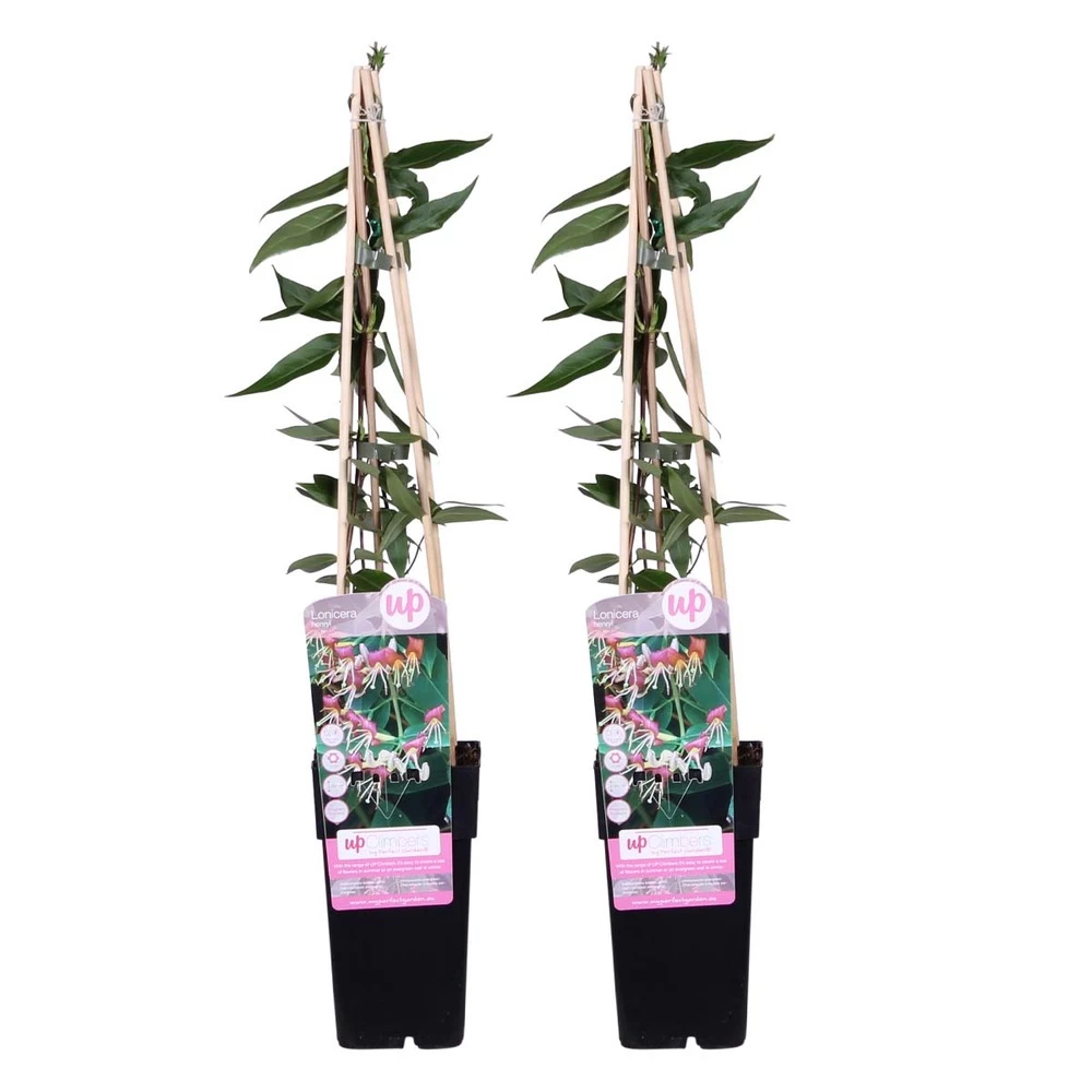 2x Lonicera Henryi – Chèvrefeuille – Plante Grimpante – Persistant – ⌀15 Cm - ↕60-70 Cm 4 2x Lonicera Henryi – Chèvrefeuille – Plante Grimpante – Persistant – ⌀15 Cm - ↕60-70 Cm - Image 2