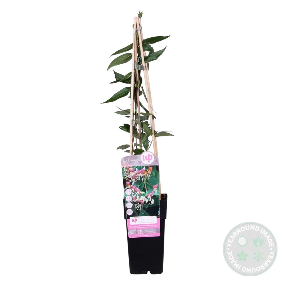 2x Lonicera Henryi – Chèvrefeuille – Plante Grimpante – Persistant – ⌀15 Cm - ↕60-70 Cm 7 2x Lonicera Henryi – Chèvrefeuille – Plante Grimpante – Persistant – ⌀15 Cm - ↕60-70 Cm - Image 5