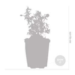 Geranium Sanguineum - Géranium Sanguin - Plante D'extérieur - Peu D'entretien – ⌀9 Cm - ↕10-15 Cm -Flora Soldes 640b754bb7edf8.96905081