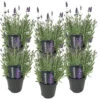 6x Lavandula Angustifolia 'ardèche' - Lavande - Arbuste - Rustique – ⌀12 Cm - ↕20-25 Cm 1 6x Lavandula Angustifolia 'ardèche' - Lavande - Arbuste - Rustique – ⌀12 Cm - ↕20-25 Cm -Flora Soldes 640b754f6ecdb6.55531154