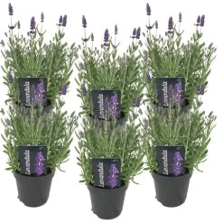 6x Lavandula Angustifolia 'ardèche' - Lavande - Arbuste - Rustique – ⌀12 Cm - ↕20-25 Cm