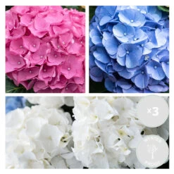 3x Hydrangea Macrophylla Mix – Hortensia – Arbuste - Rustique – ⌀10.5 Cm - ↕20-25 Cm -Flora Soldes 640b75511fe087.53827328