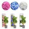 3x Hydrangea Macrophylla Mix – Hortensia – Arbuste - Rustique – ⌀10.5 Cm - ↕20-25 Cm 1 3x Hydrangea Macrophylla Mix – Hortensia – Arbuste - Rustique – ⌀10.5 Cm - ↕20-25 Cm -Flora Soldes 640b7551260963.66529080